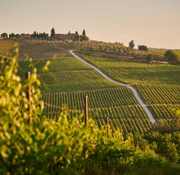 DISCOVERING THE VINEYARDS AROUND BORDEAUX