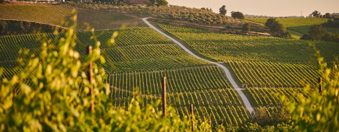 À LA DÉCOUVERTE DES VIGNOBLES AUTOUR DE BORDEAUX