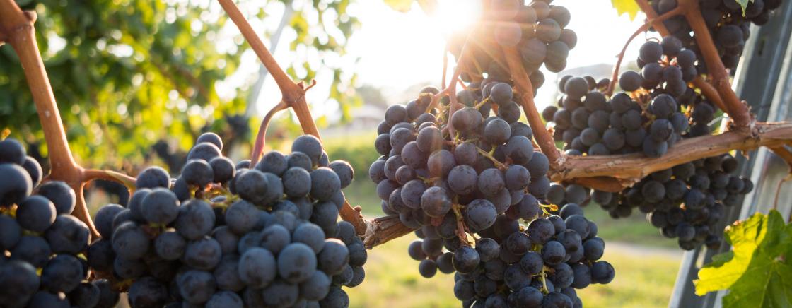 LES VIGNOBLES BORDELAIS